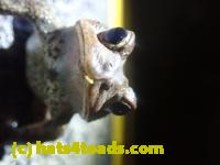 /home//u458753944/public_html/sourcegallery//////Roxborough Toad Detour/2022/2022-03-17/P3170879.JPG